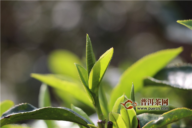茶葉能不能實施産業化開發？